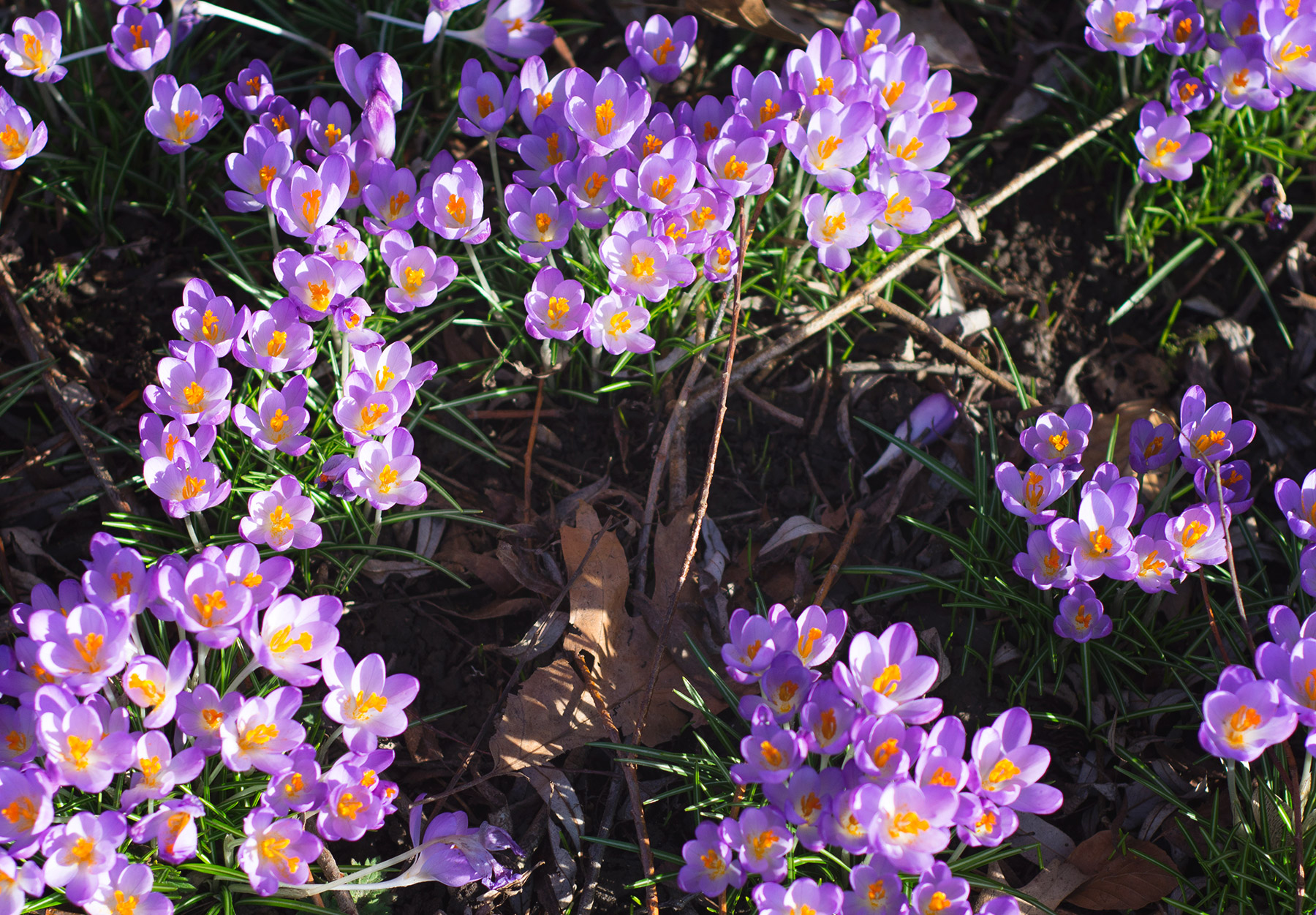 Patch of crocus