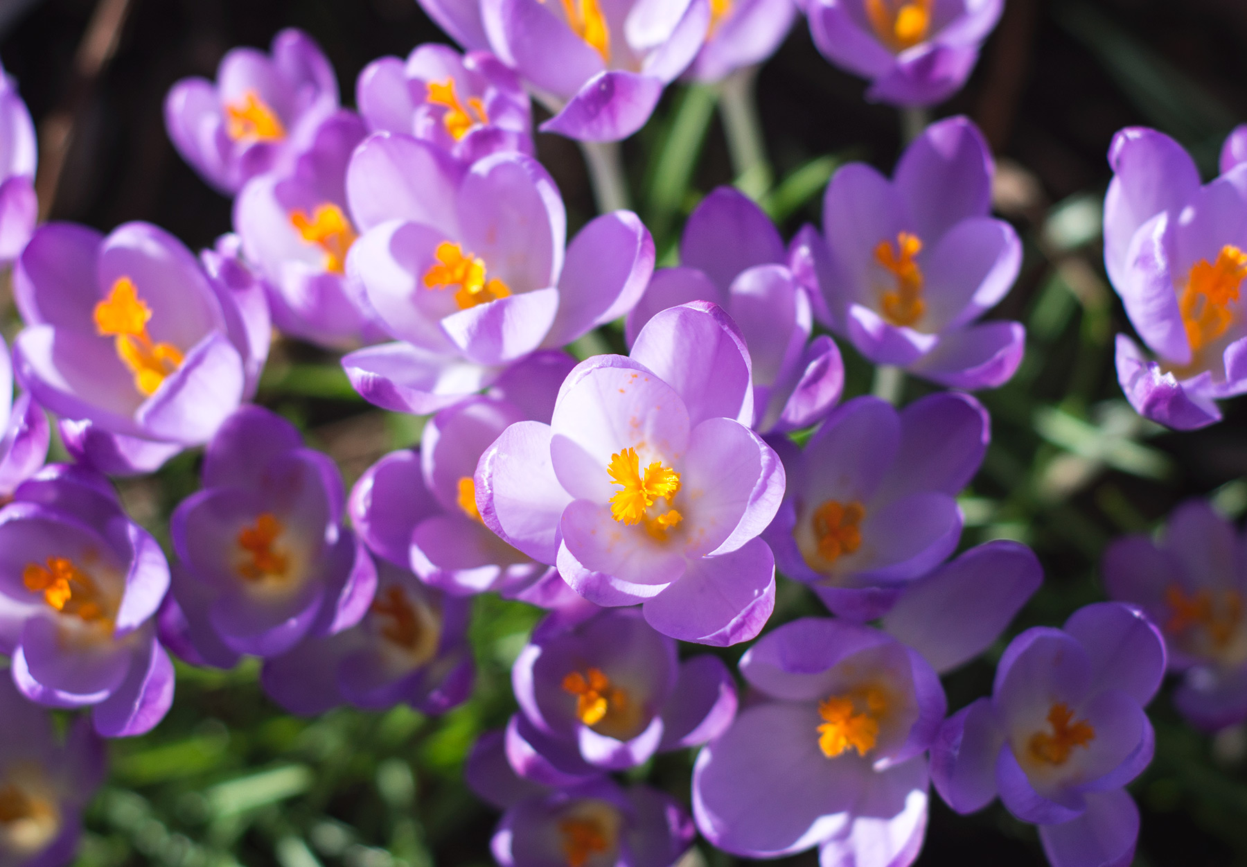 Crocus centre