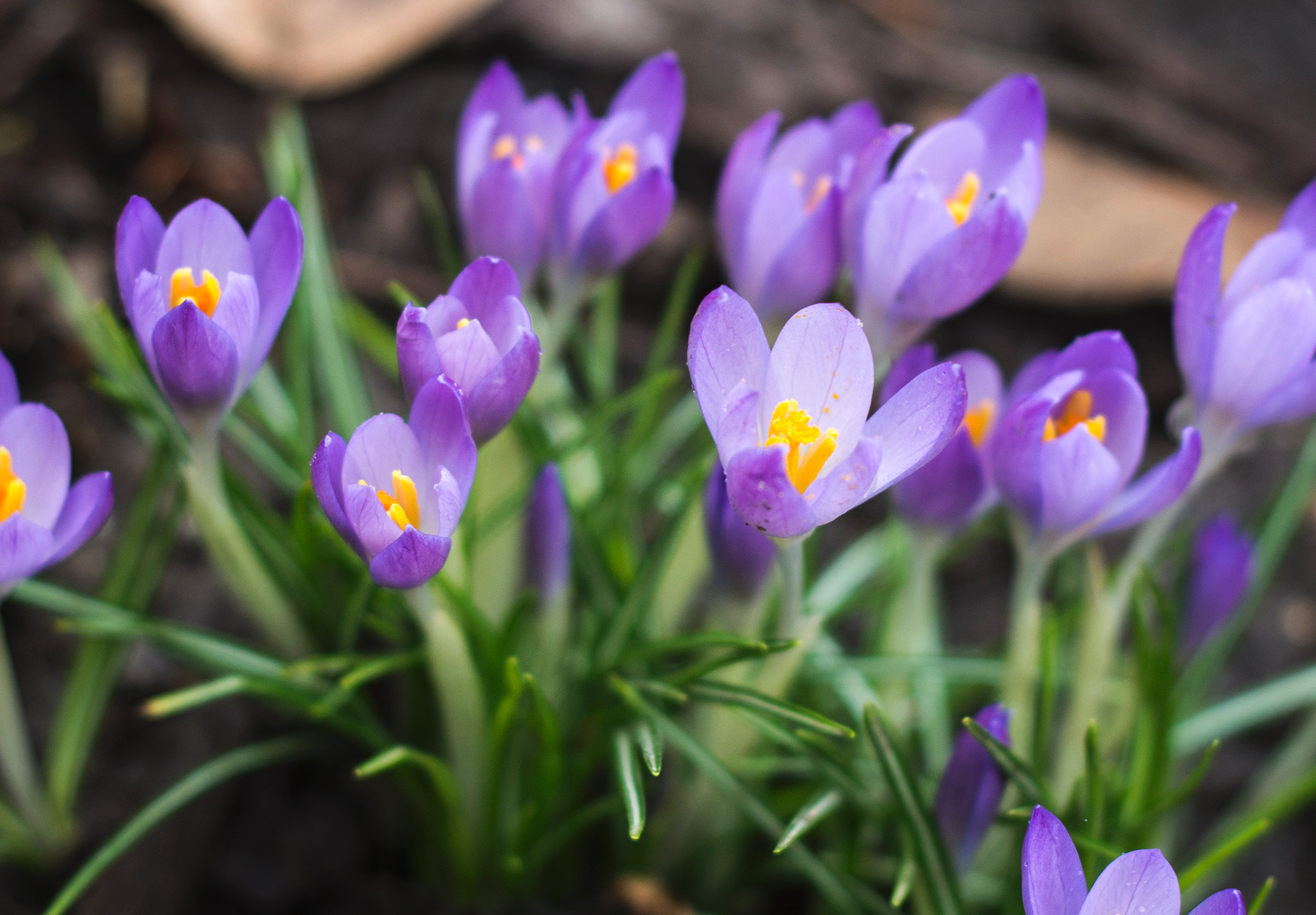 Clump of purple crocus