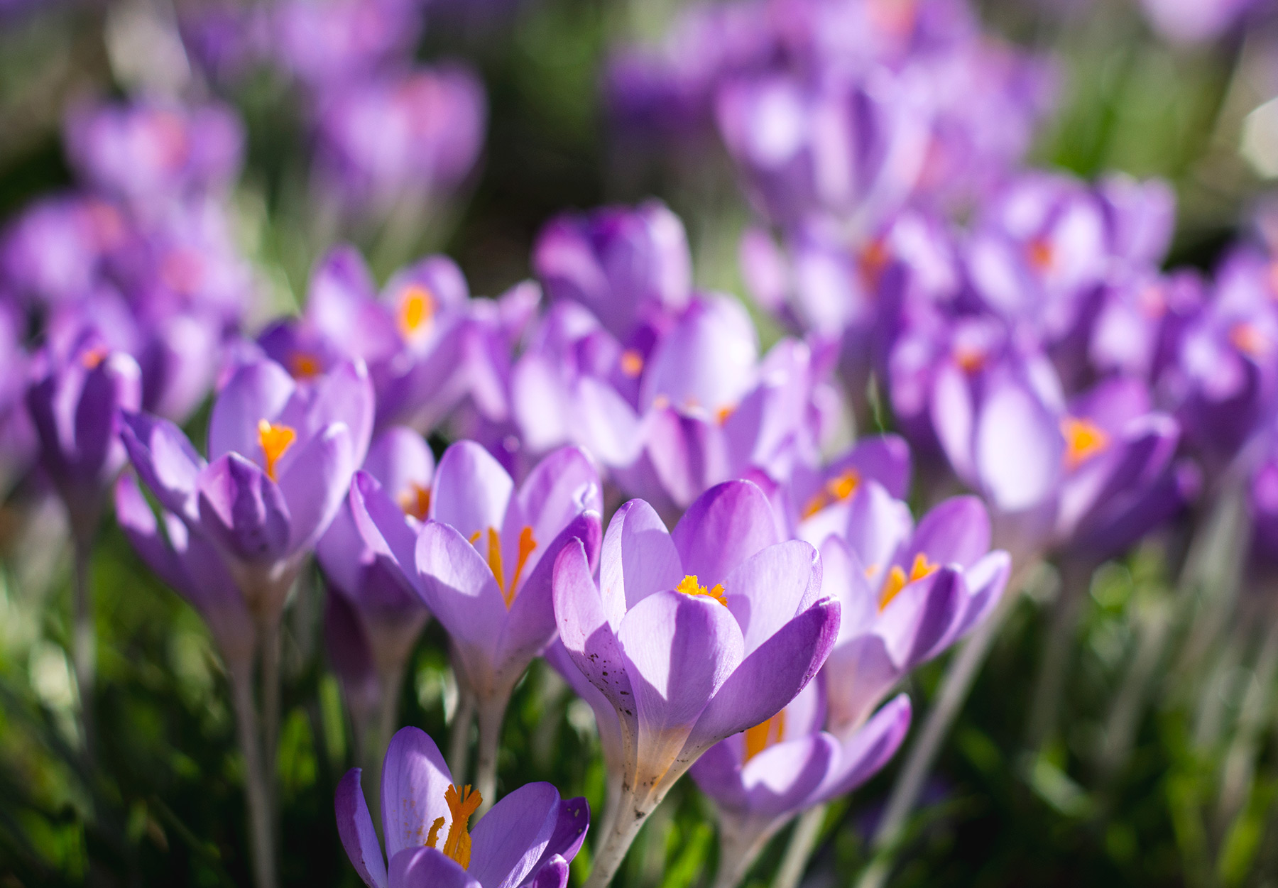 Closeup of crocus
