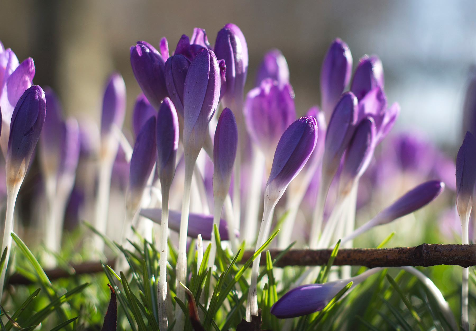 Closed flower buds