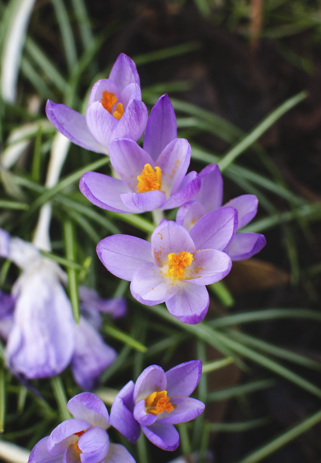 Purple flowers from above