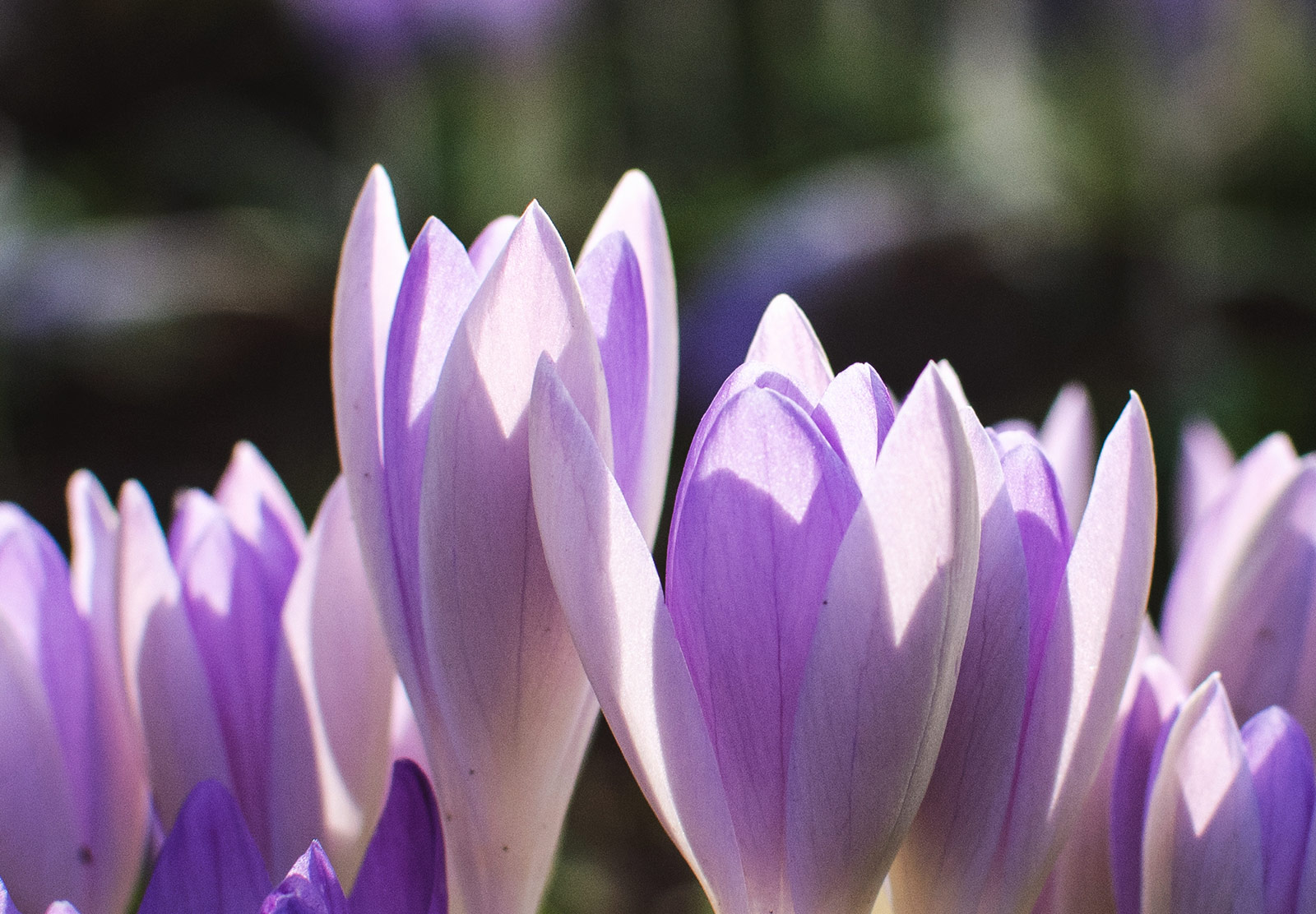 Closeup of petals