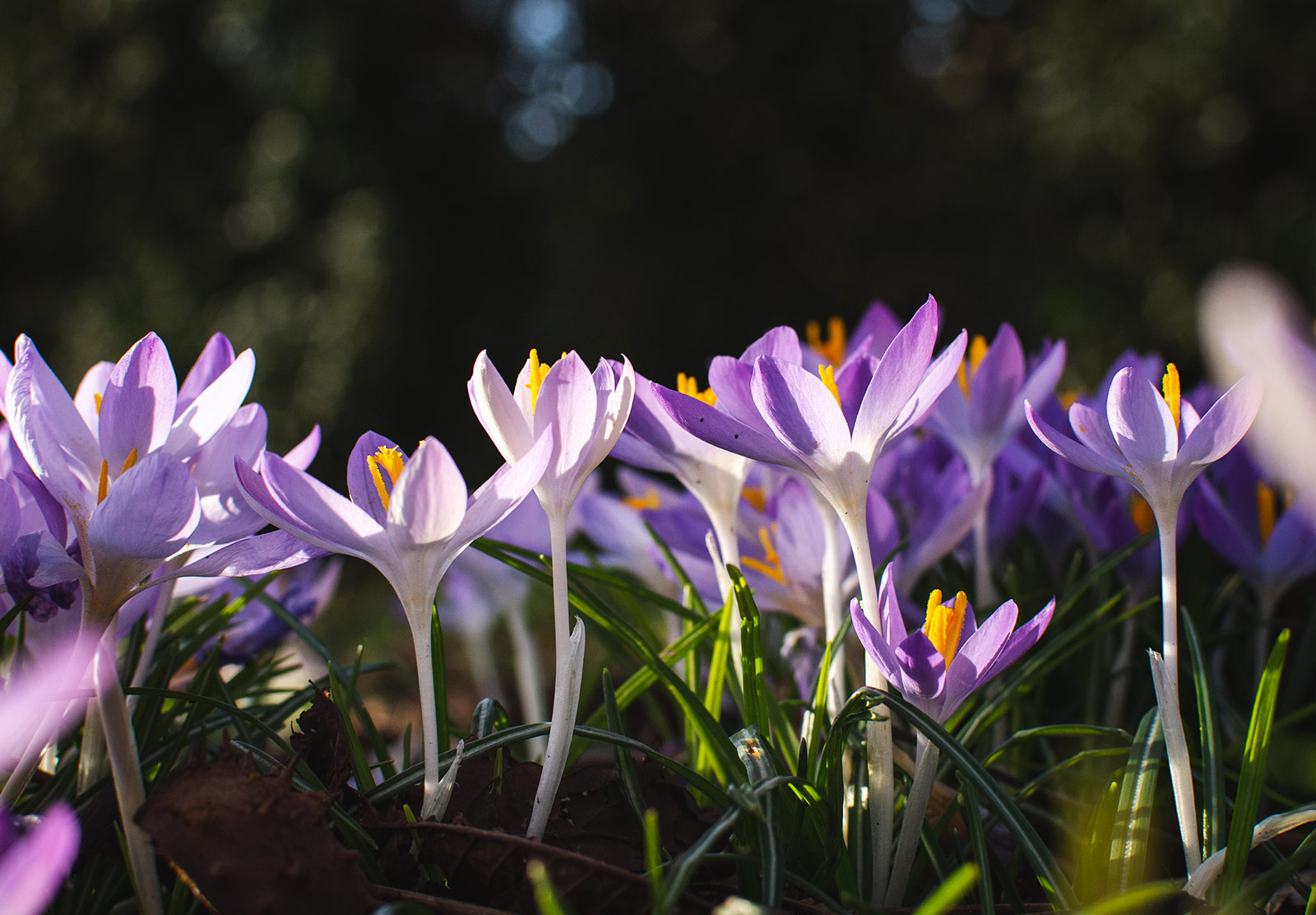 Sun on crocus