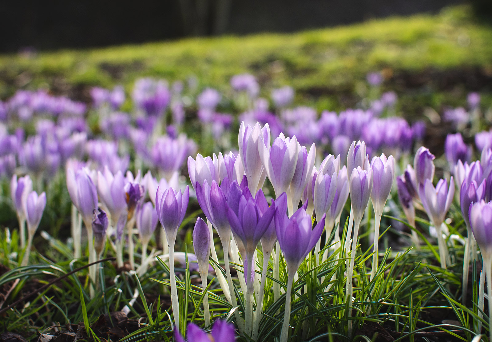 Cluster of closed crocus