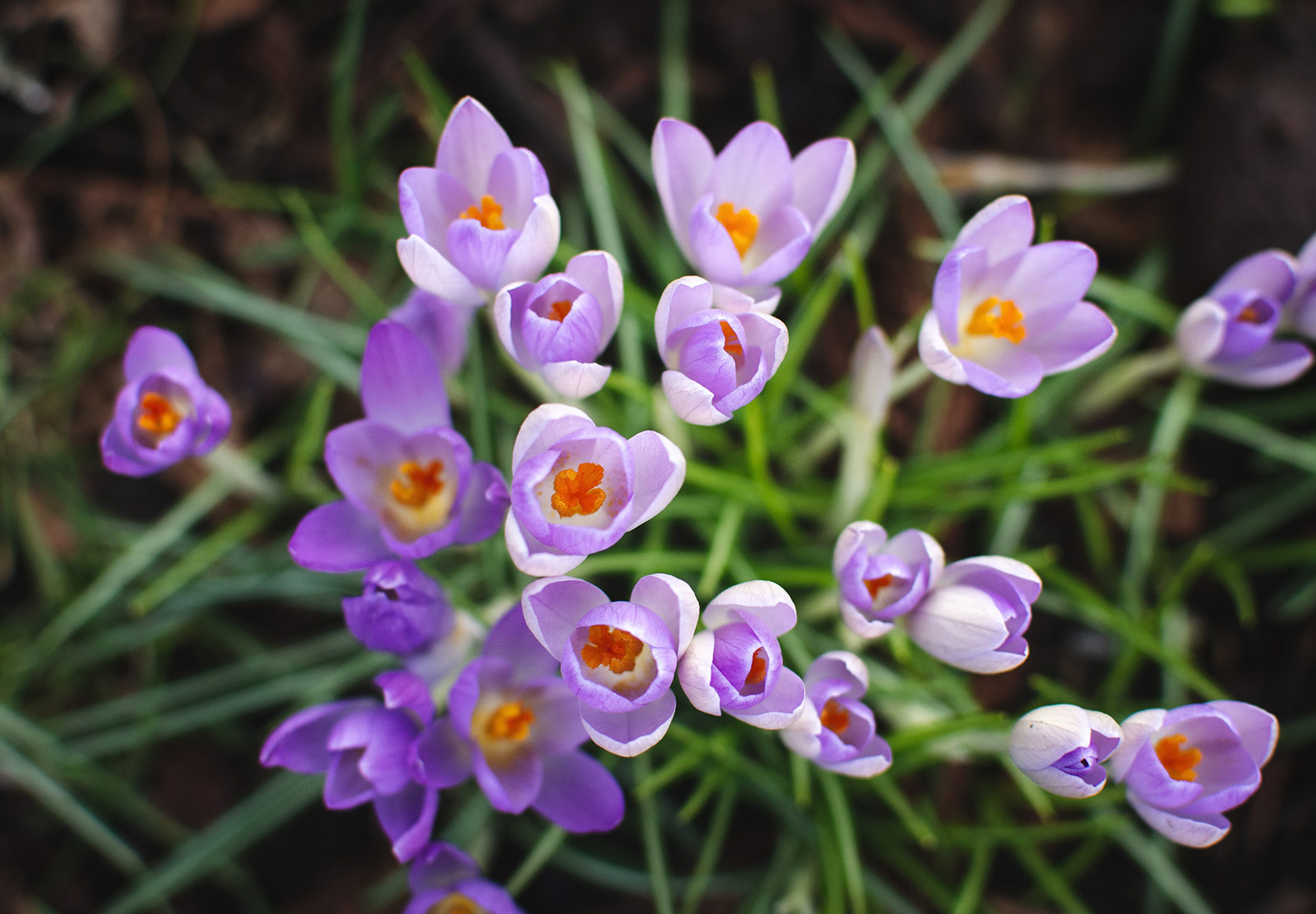Orange crocus stamens
