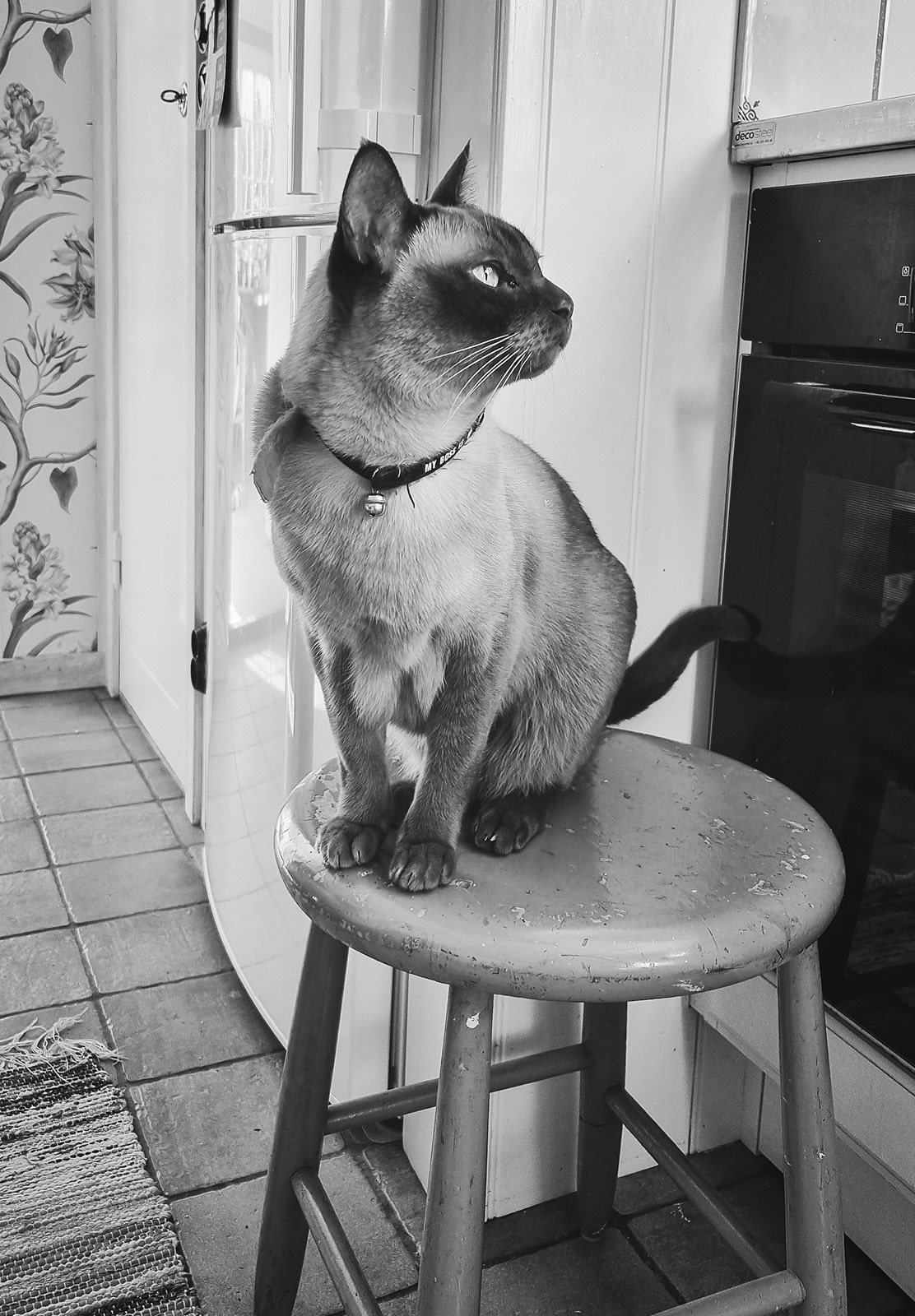 Cat looking away