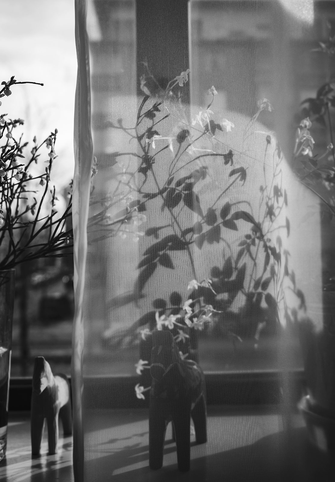 Plant silhouette on curtain