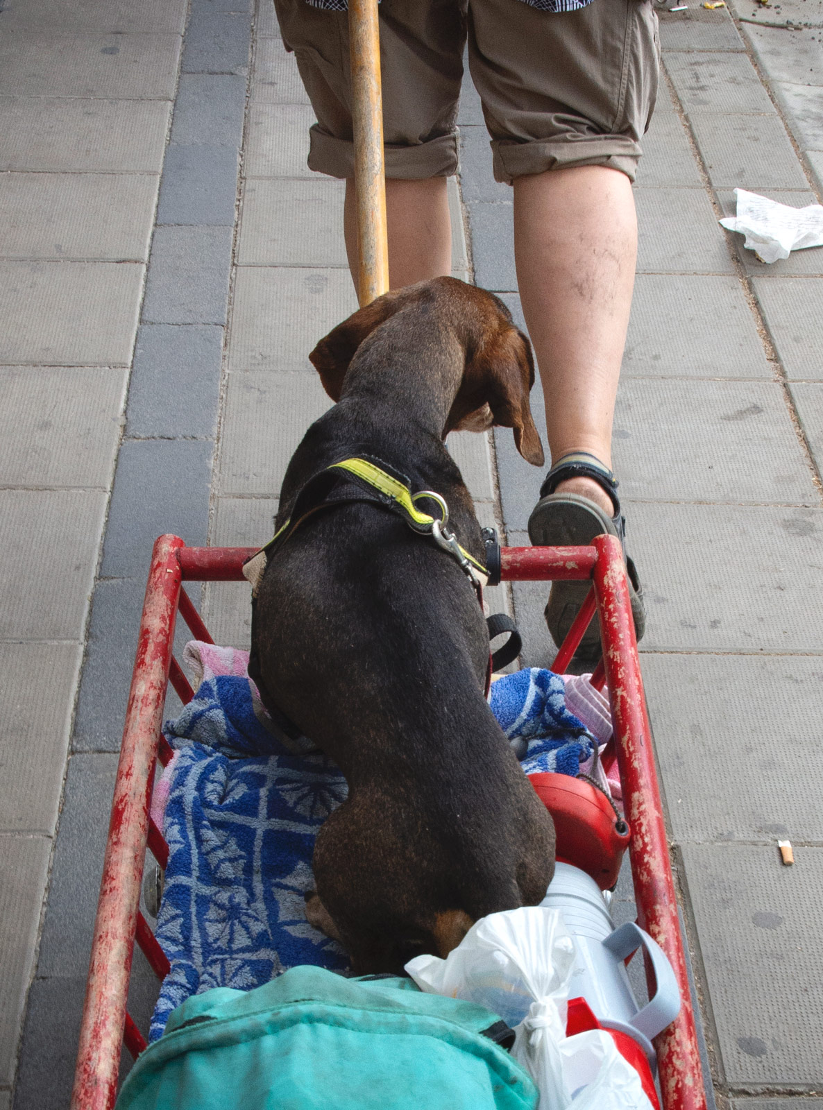 Dachshund in a cart