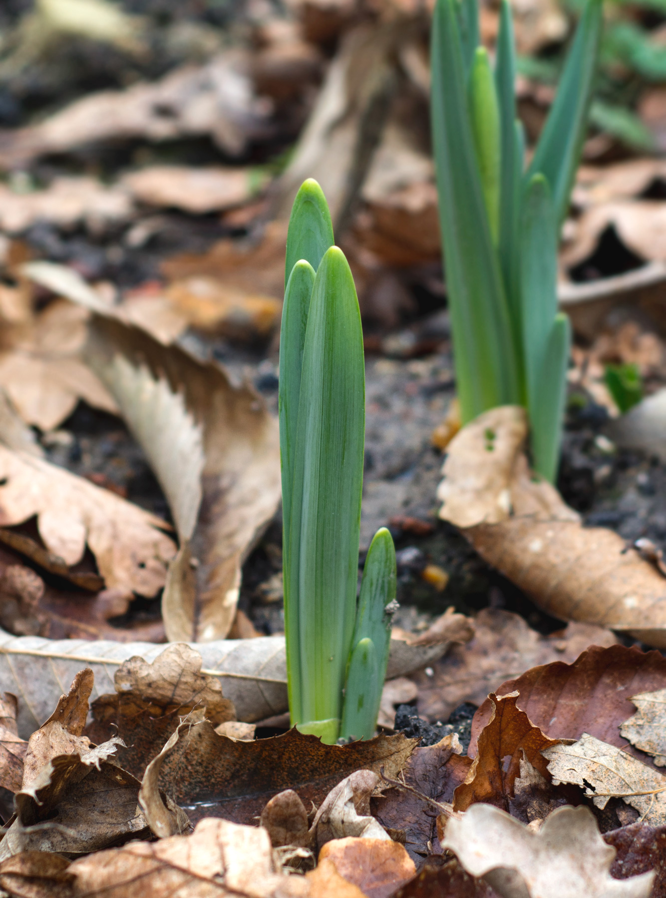 Green shoots in brown leaves
