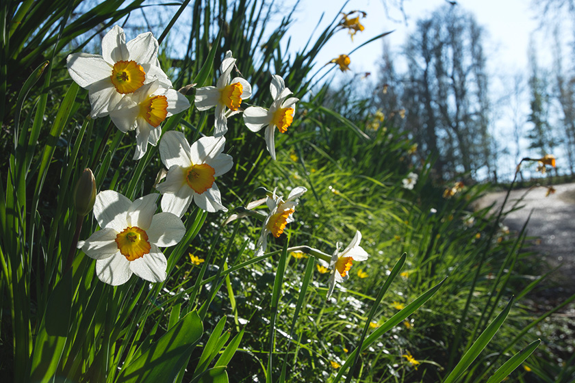 Daffodils in the sun