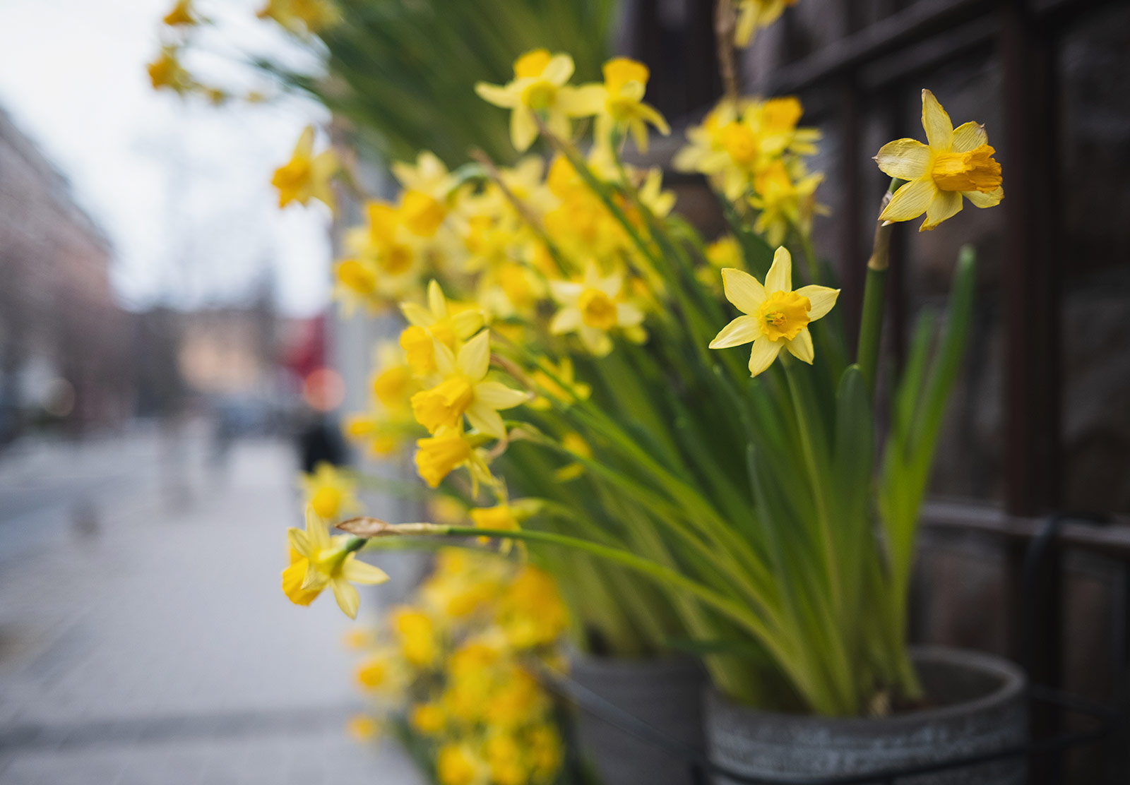 Cluster of bright daffodils