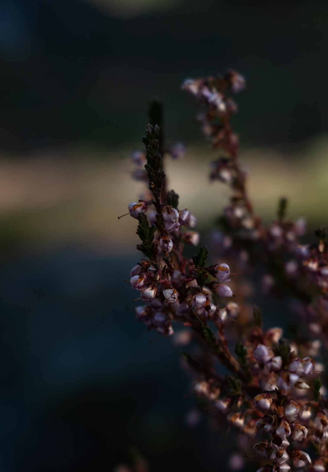 Closeup on pink flowers