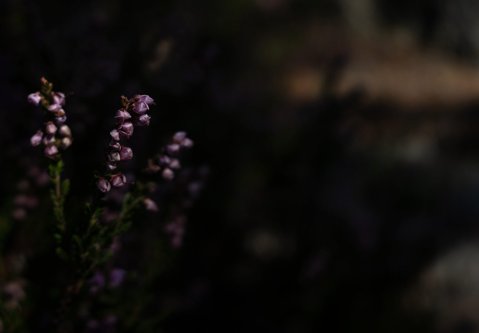 Heather in dark forest