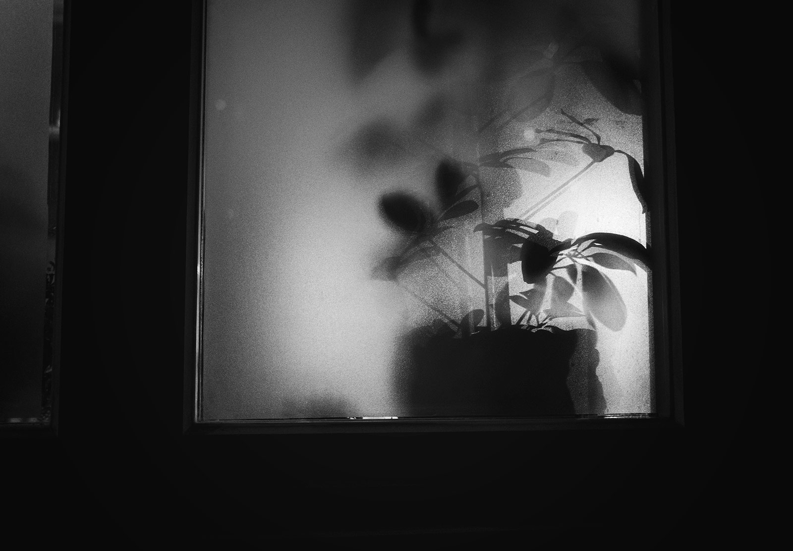 Plant silhouette through window