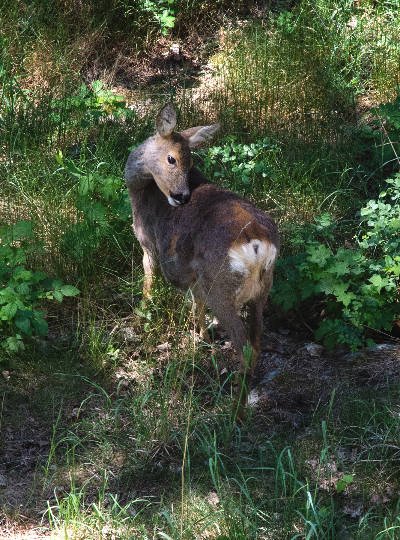 Deer cleaning itself