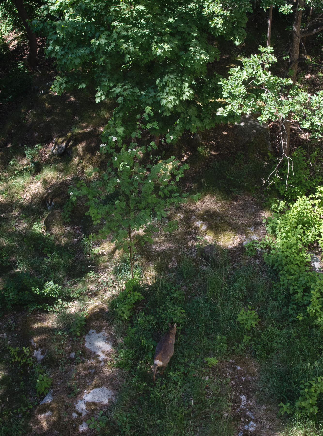 Deer roaming through trees