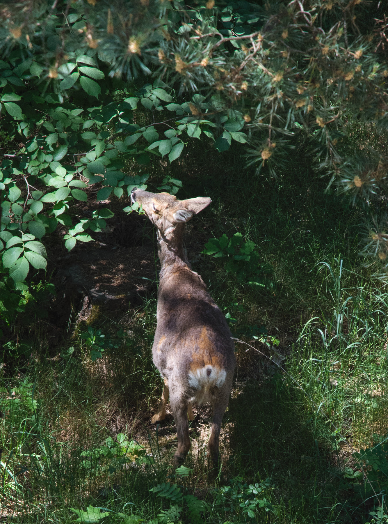 Deer eating leaves