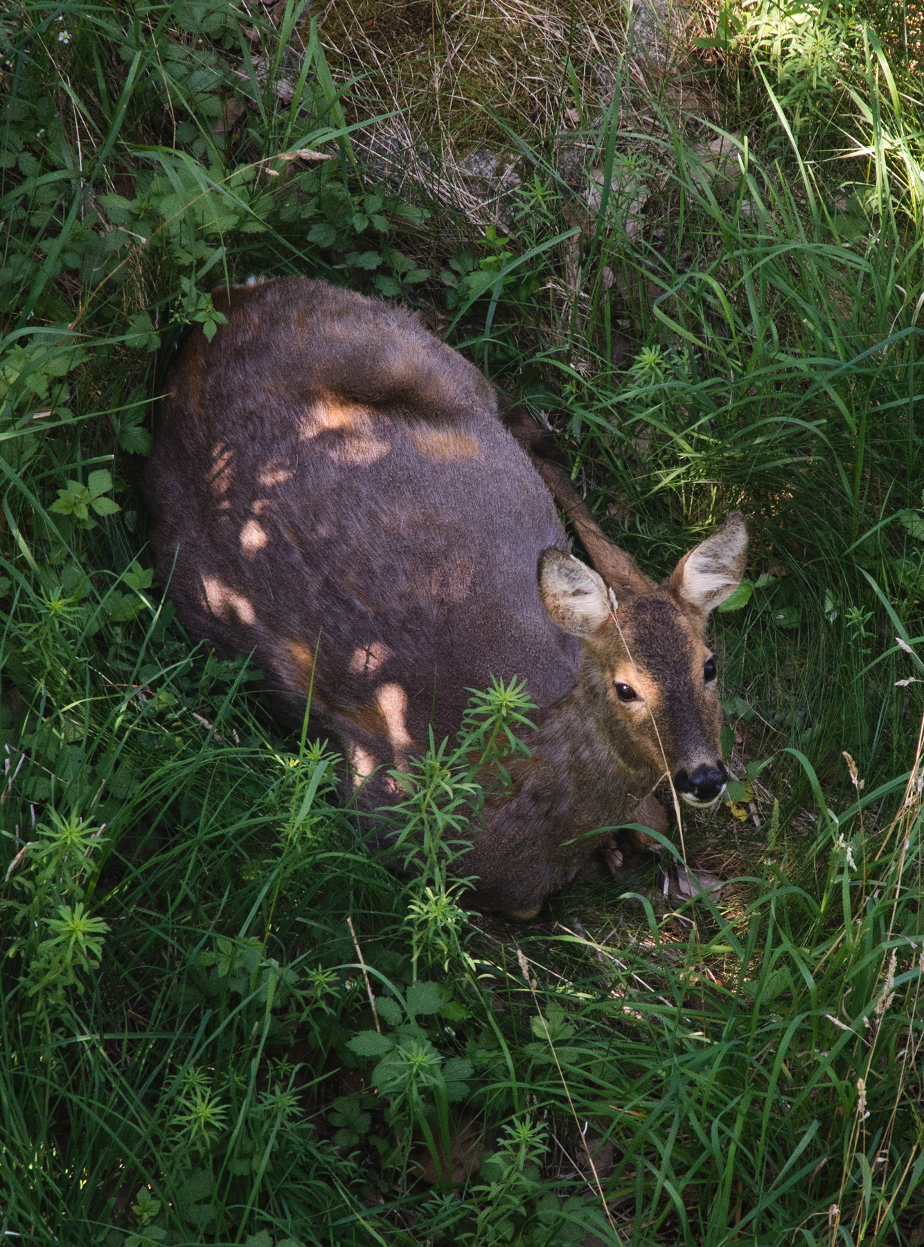 Deer sat in spotted sunlight