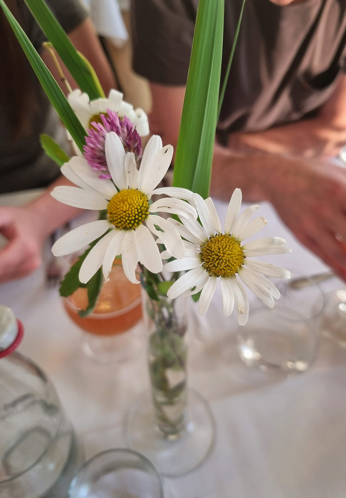 Oxeye daisies