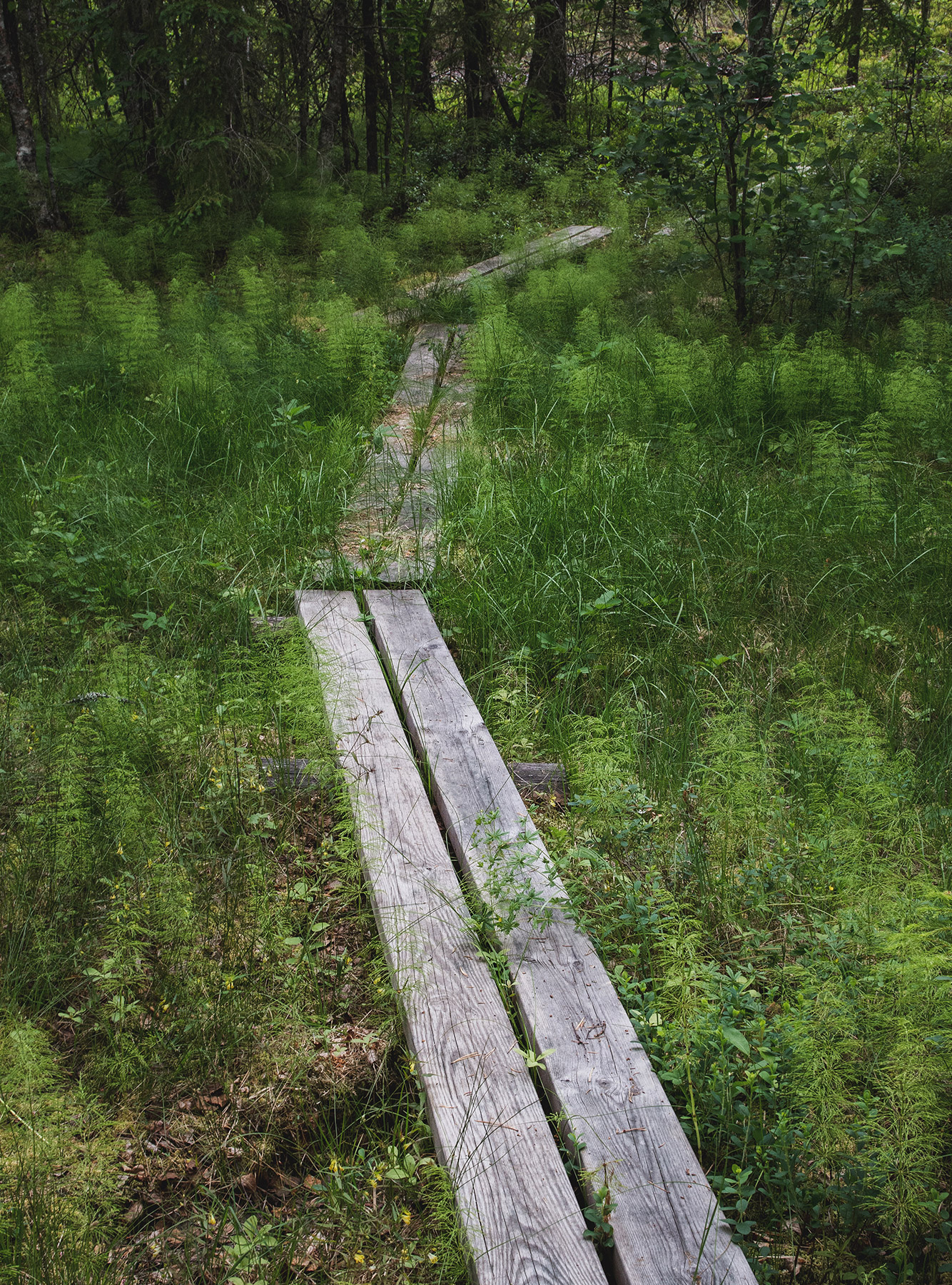 Planks over moss and ferns