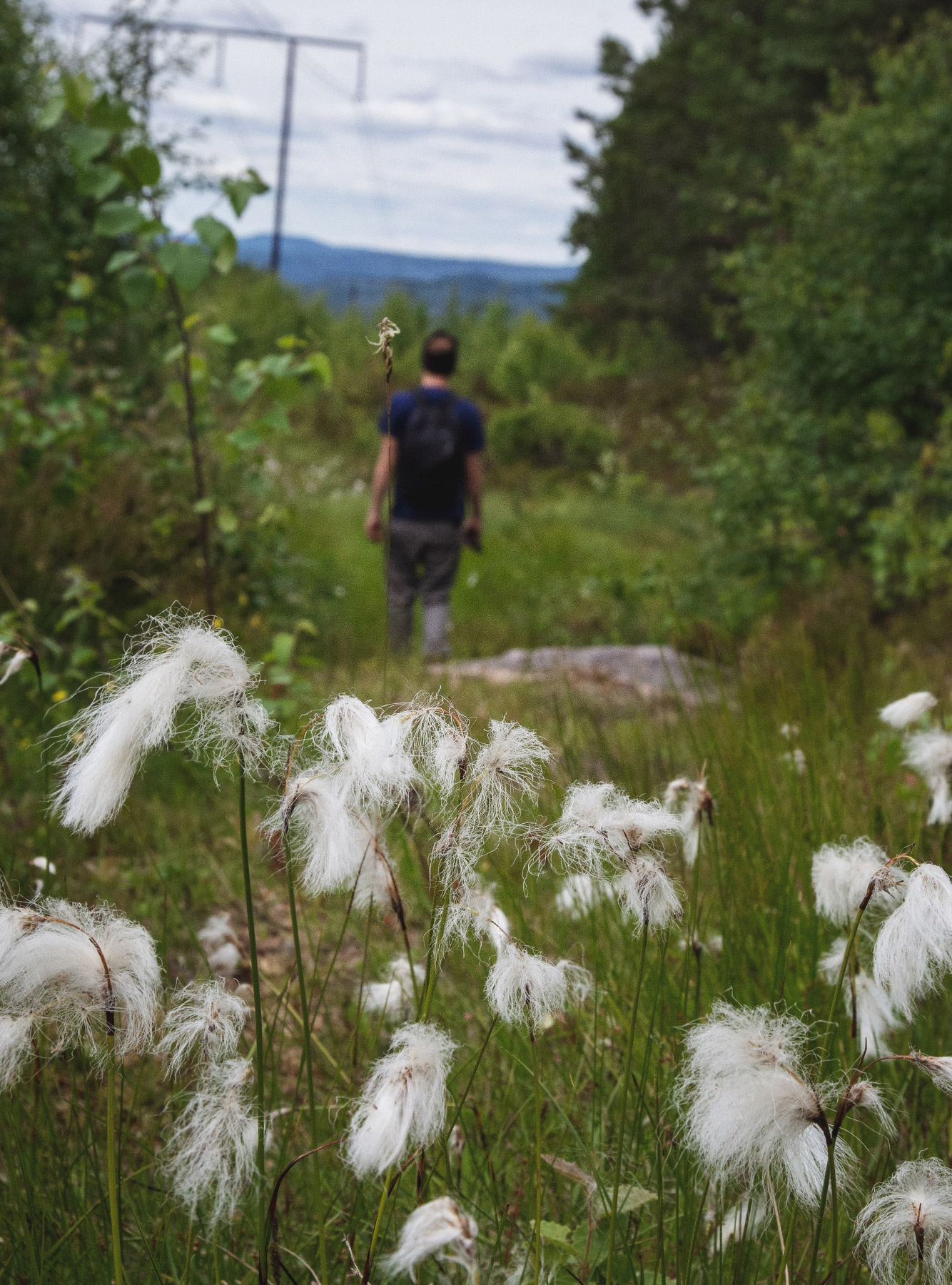 Fuzzy white plants