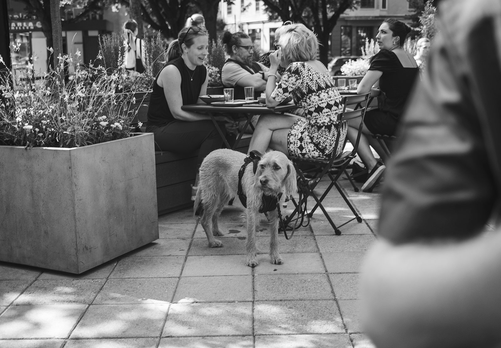 Dog sat by table