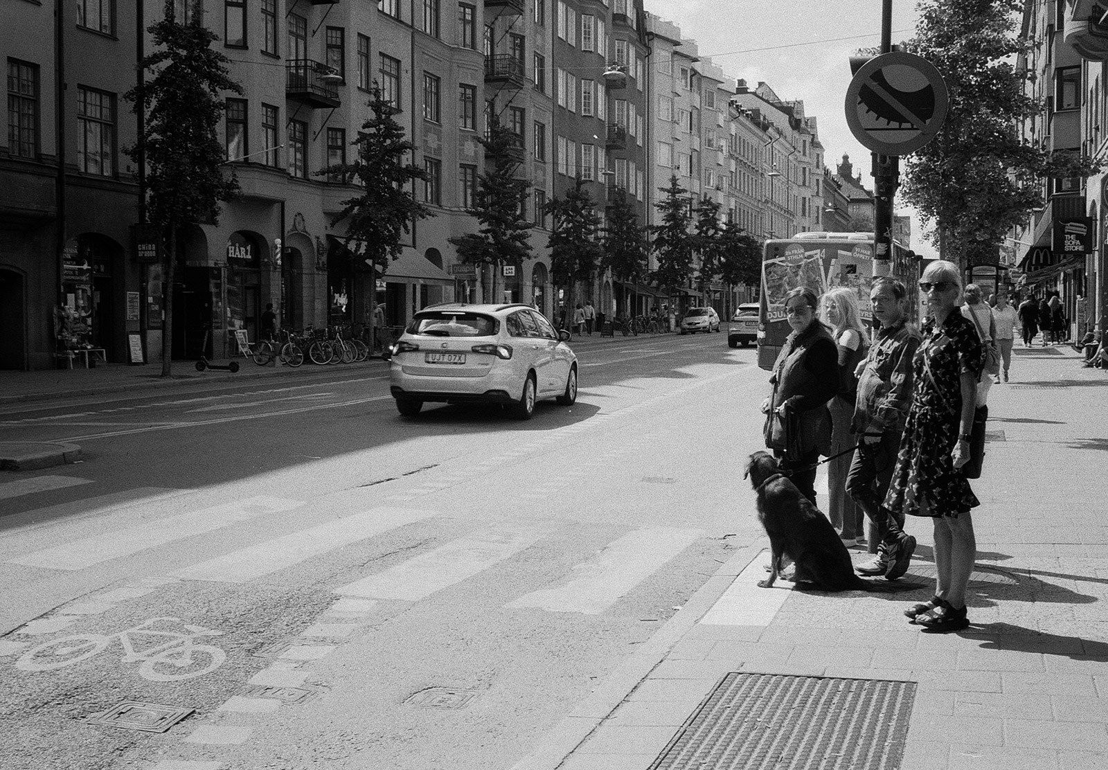 Dog crossing