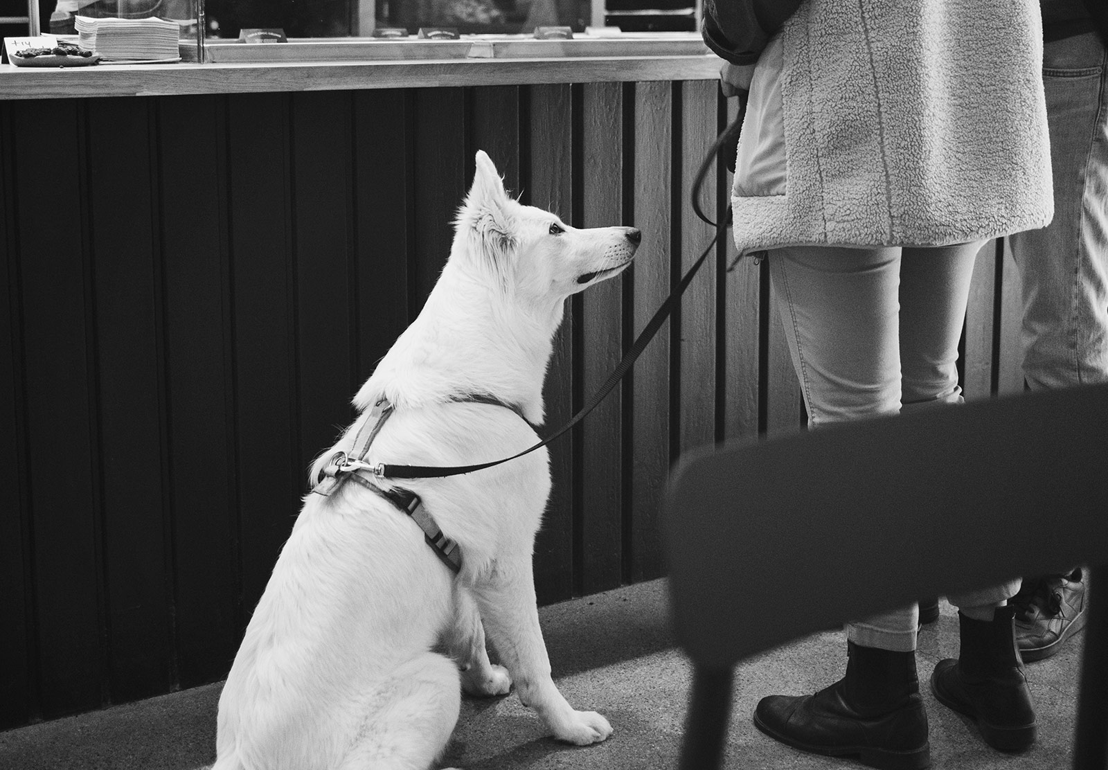 Dog at cookie counter