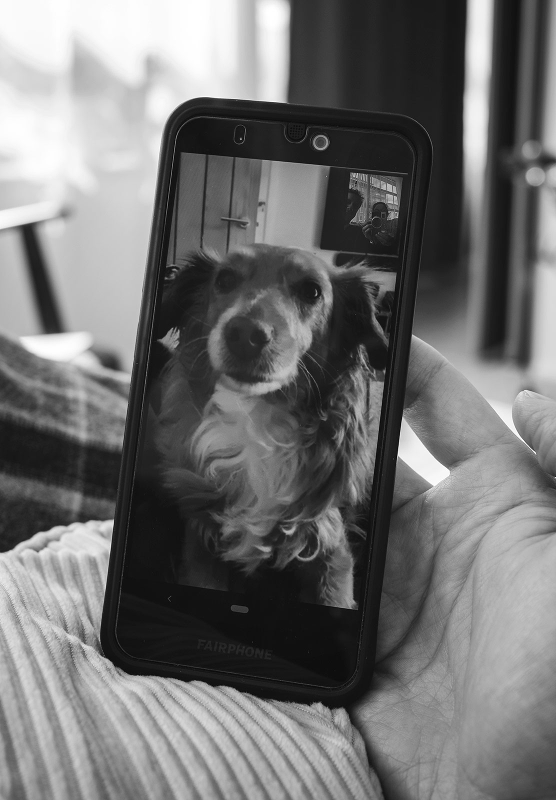 Dog on a video call