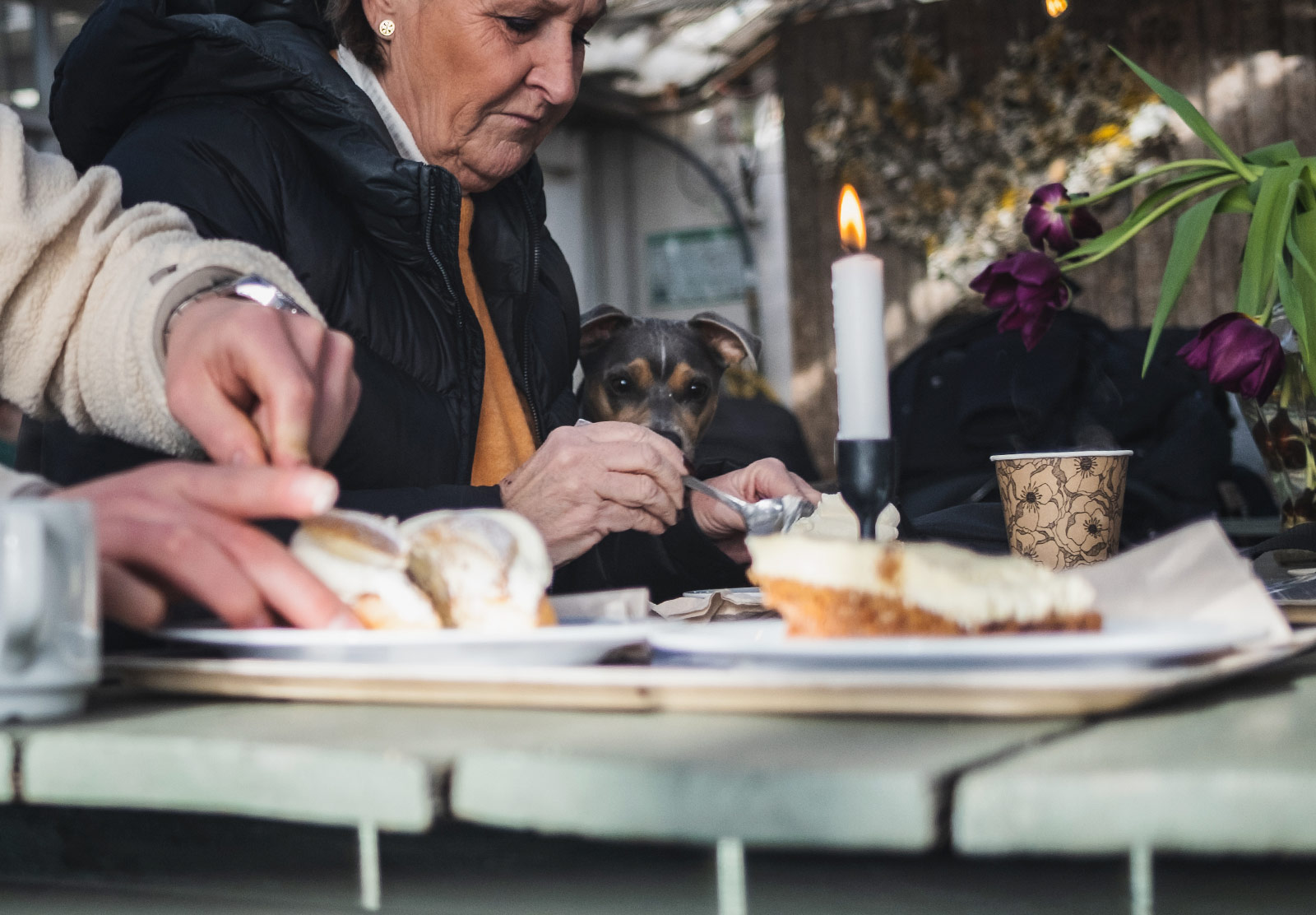 Dog looking at cake