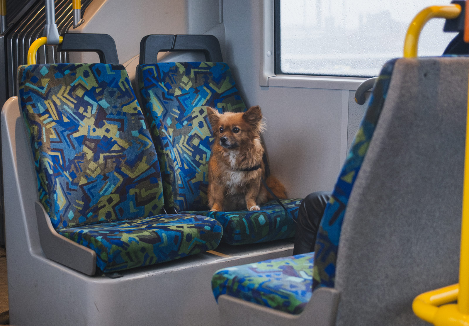 Dog sat on bus seat