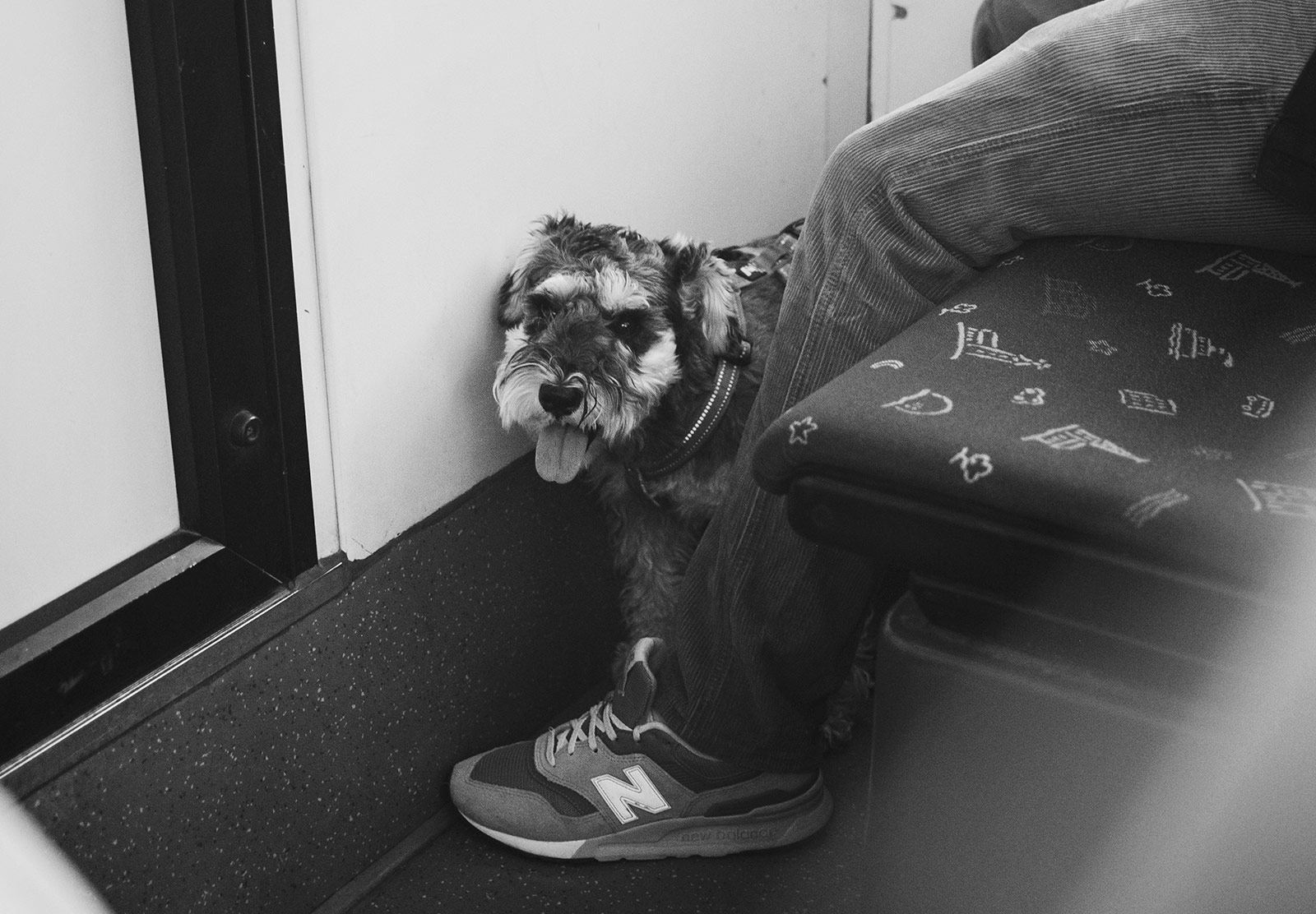 Dog on tram floor