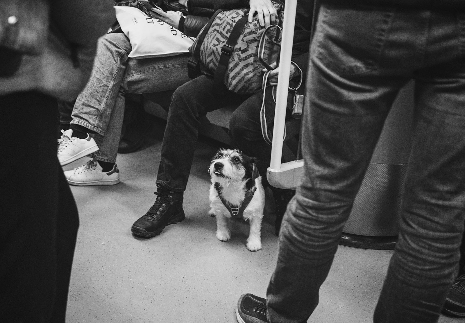 Dog sitting on tram floor