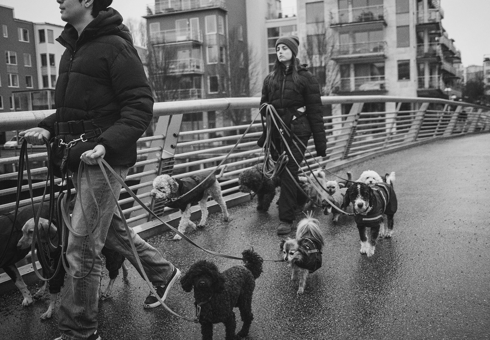 People holding several dogs