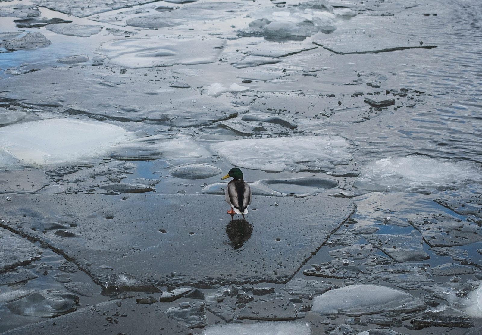 Duck standing on large piece of ice
