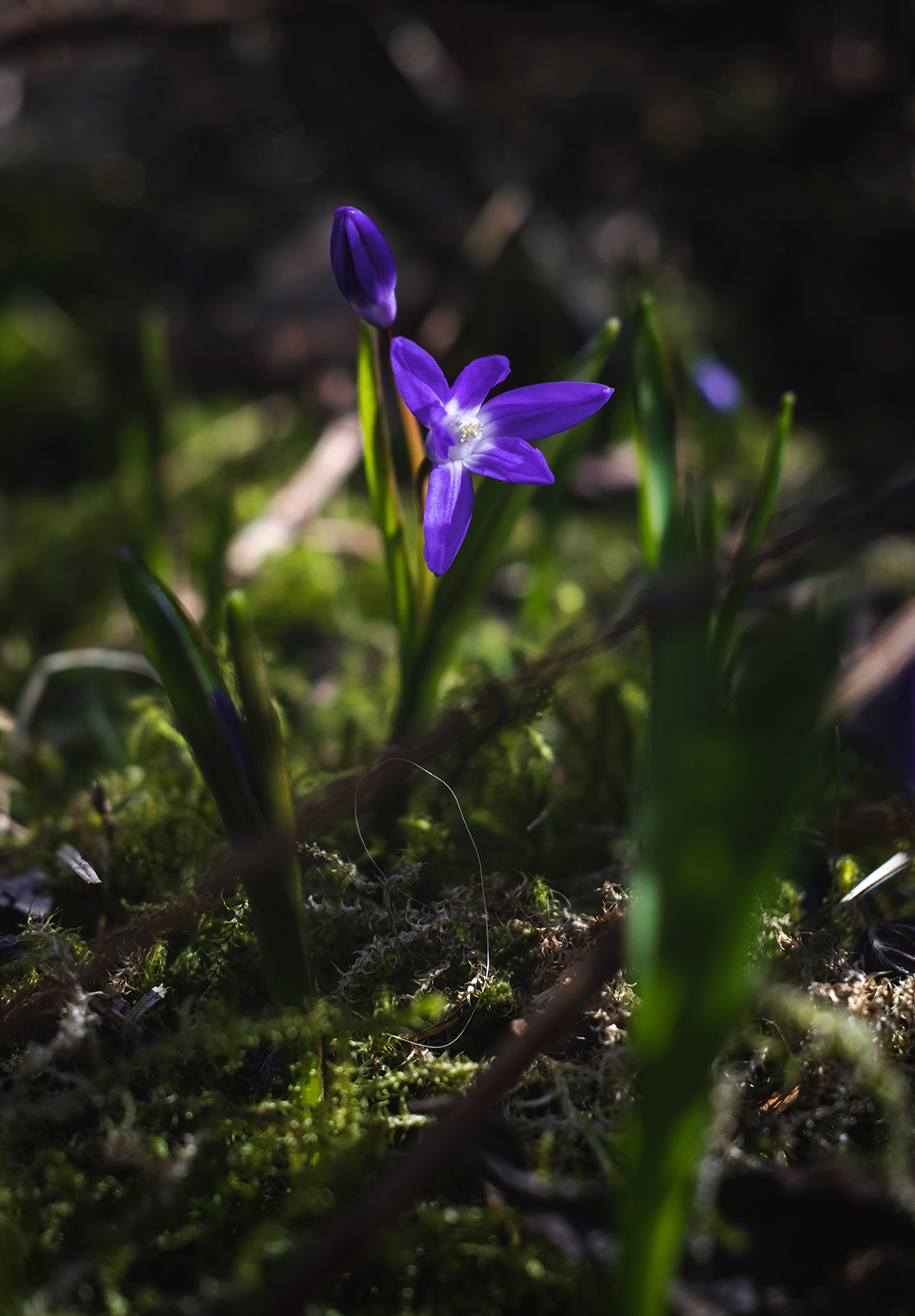 Small purple flower