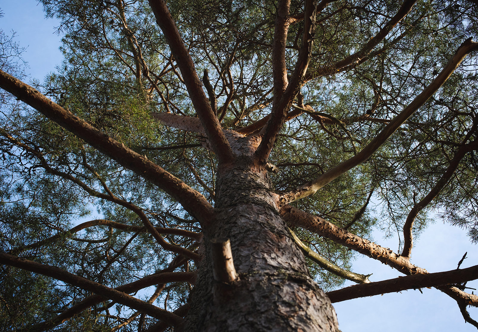 Tree branches