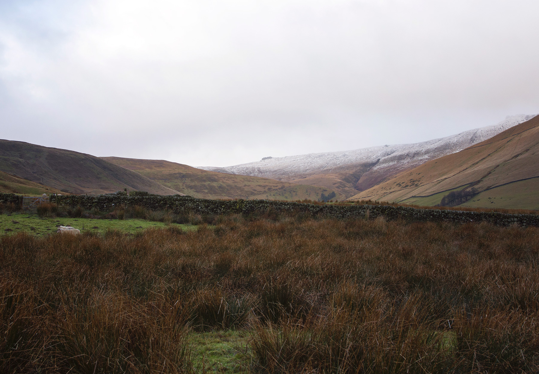 Orange grass and cloud on the horizon