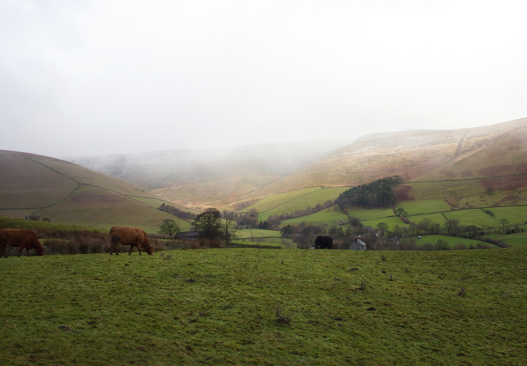 Cows in field