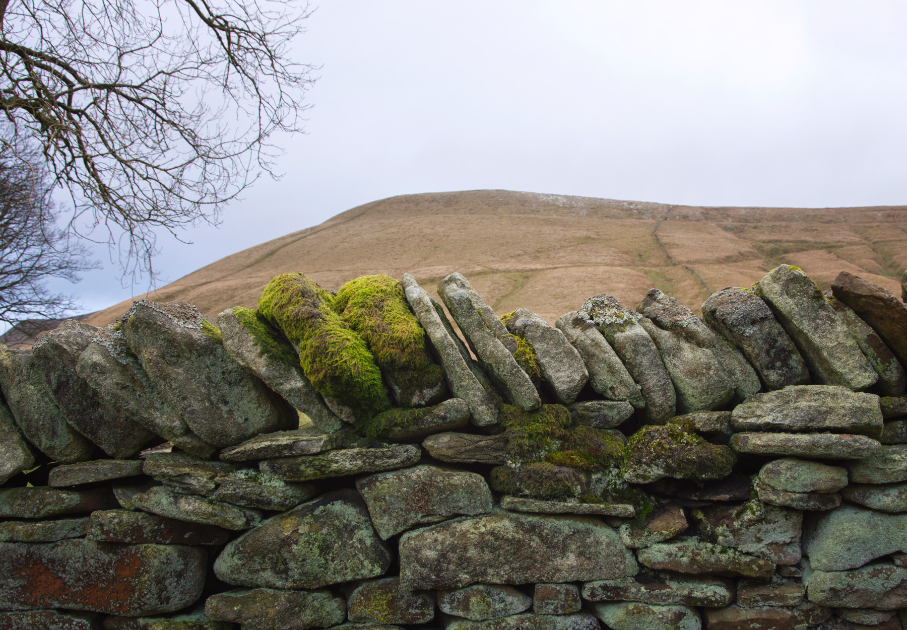 Moss covered wall stones