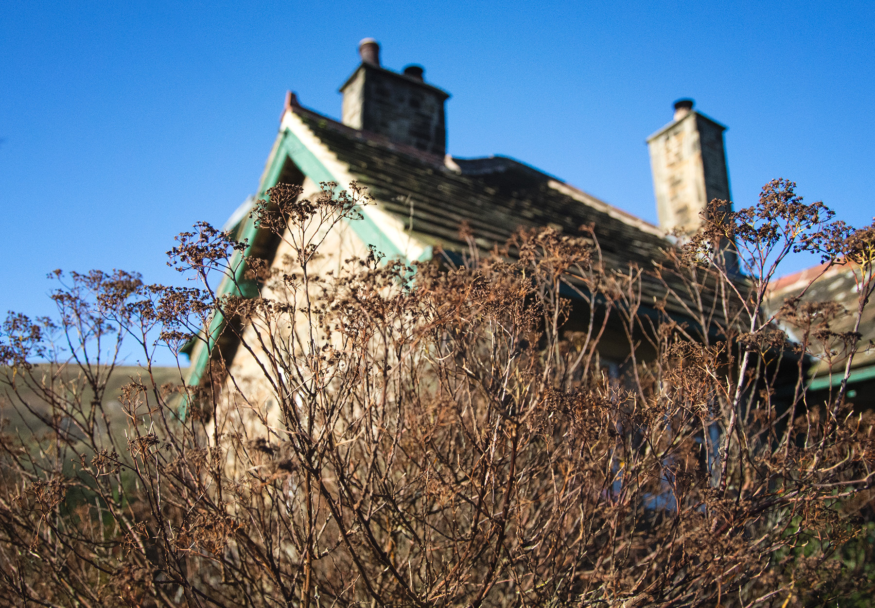 Plants in front of cottage