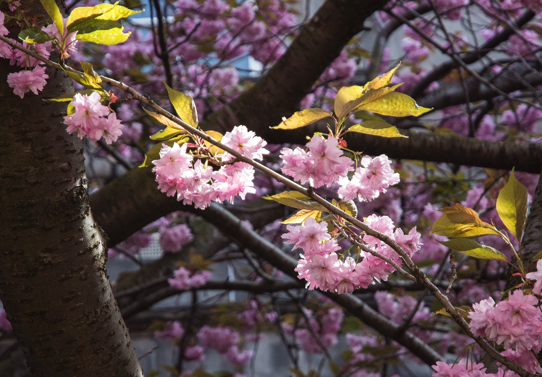 Closeup of pink blossom