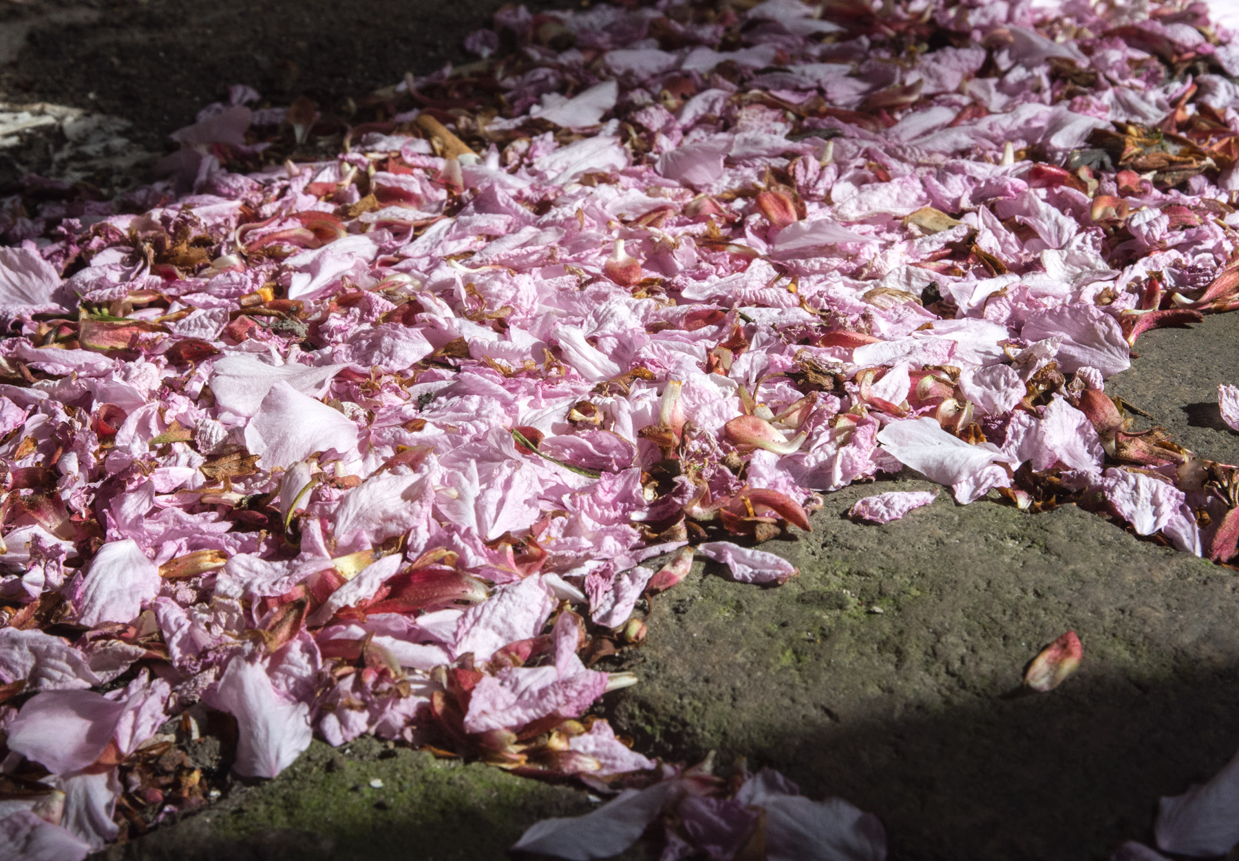 Pink petals on the ground