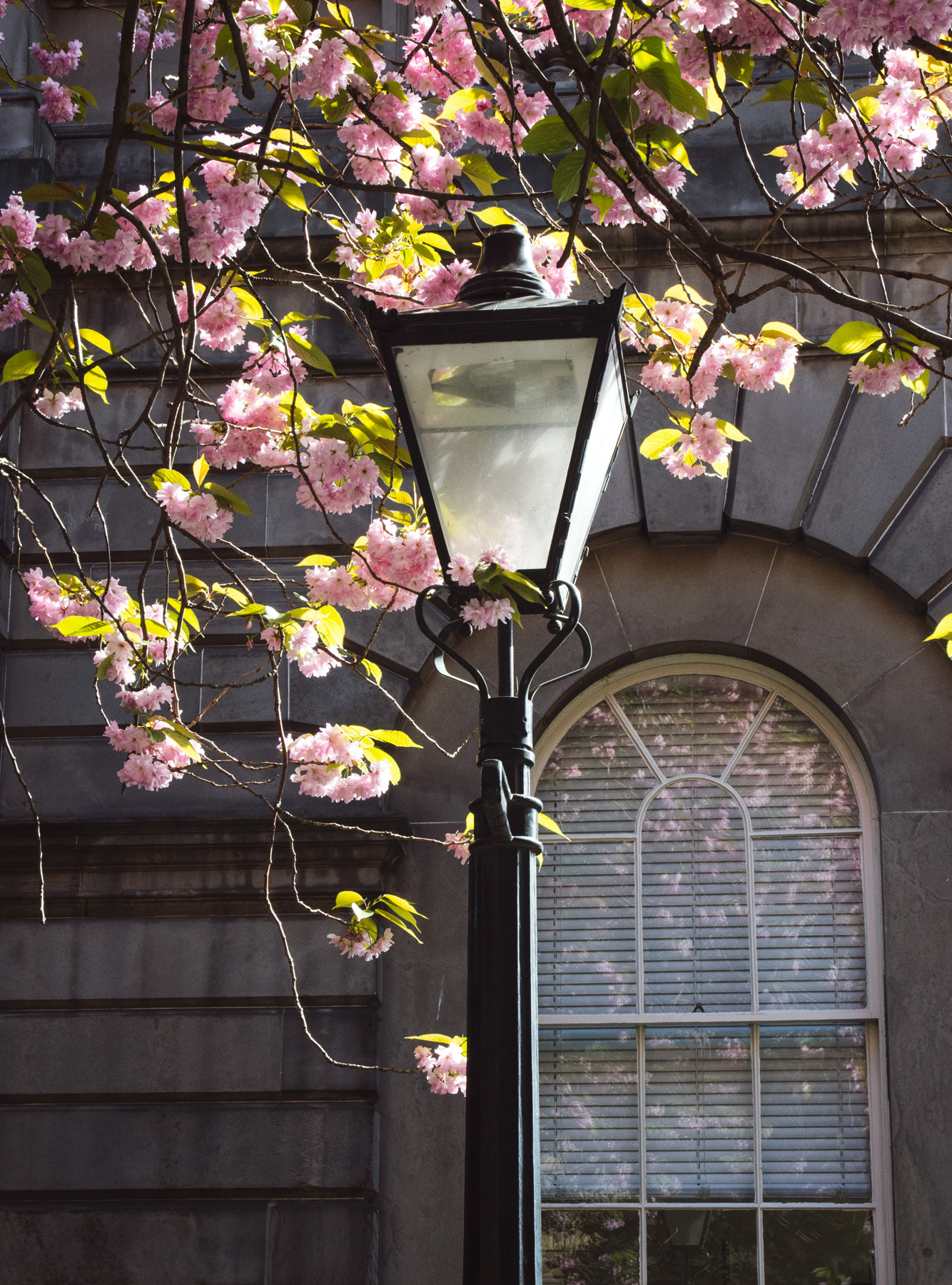 Iron lamppost and blossom