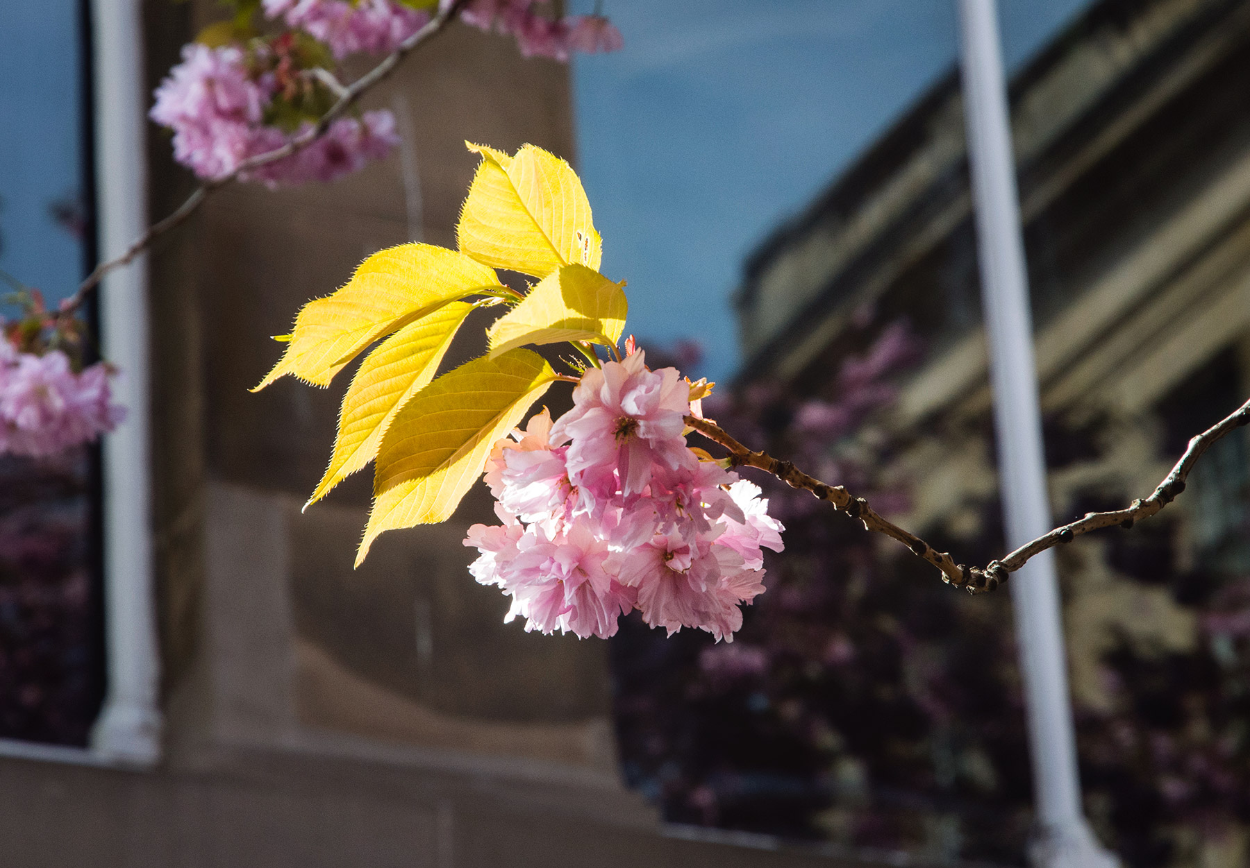 Blossom flowers in the sun