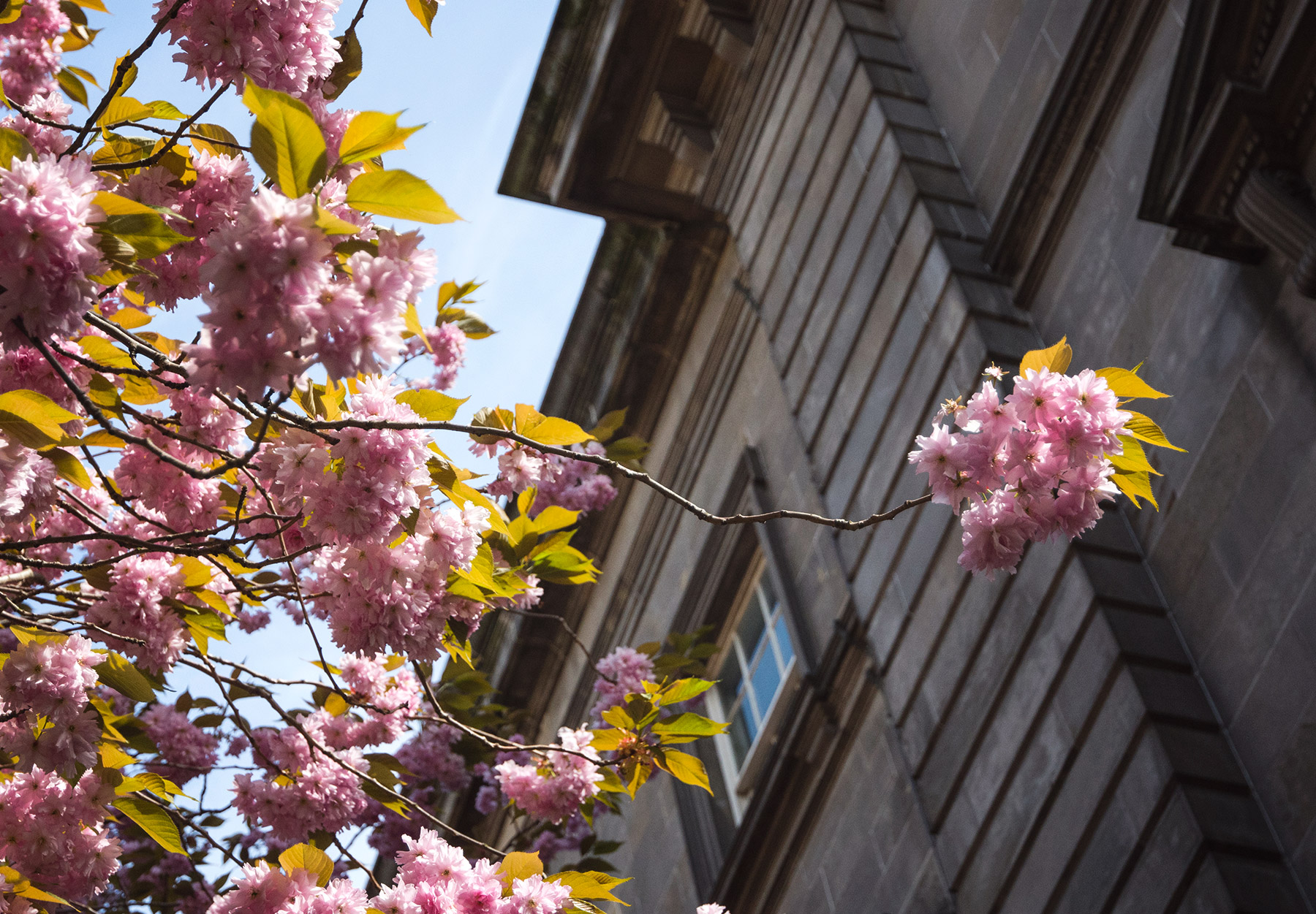 Branch of blossom