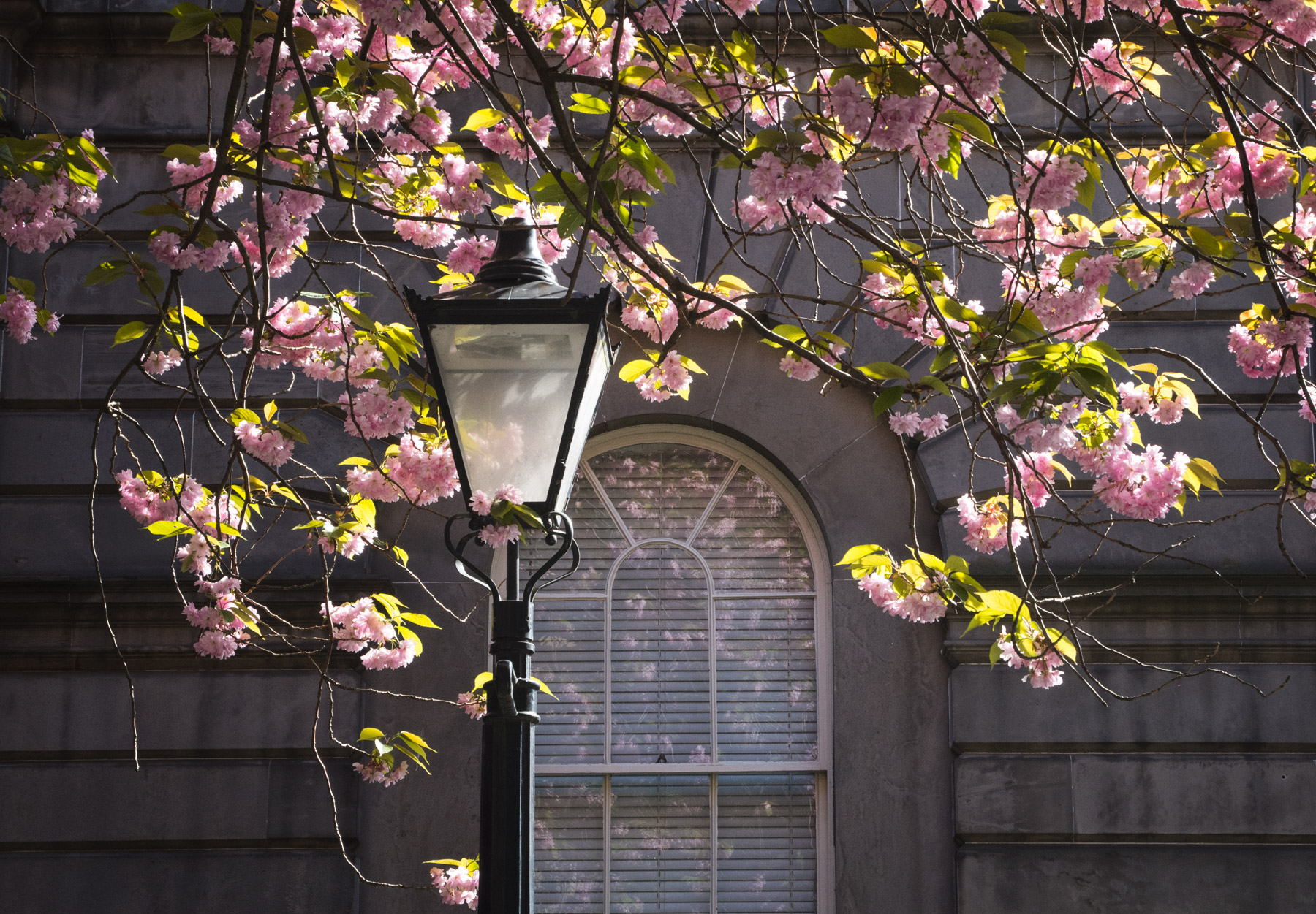 Lamp post in blossom