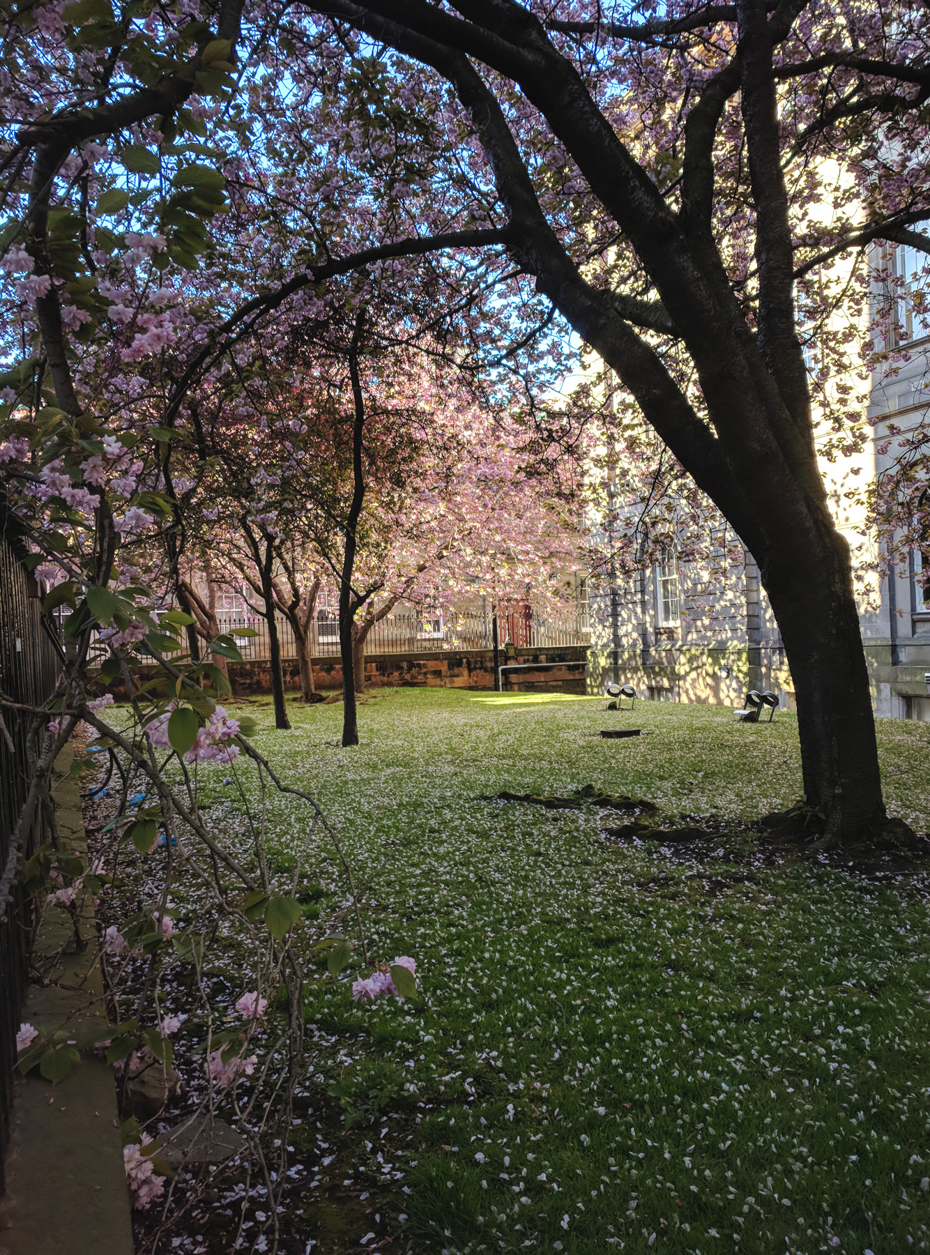 Sun shining through blossom trees