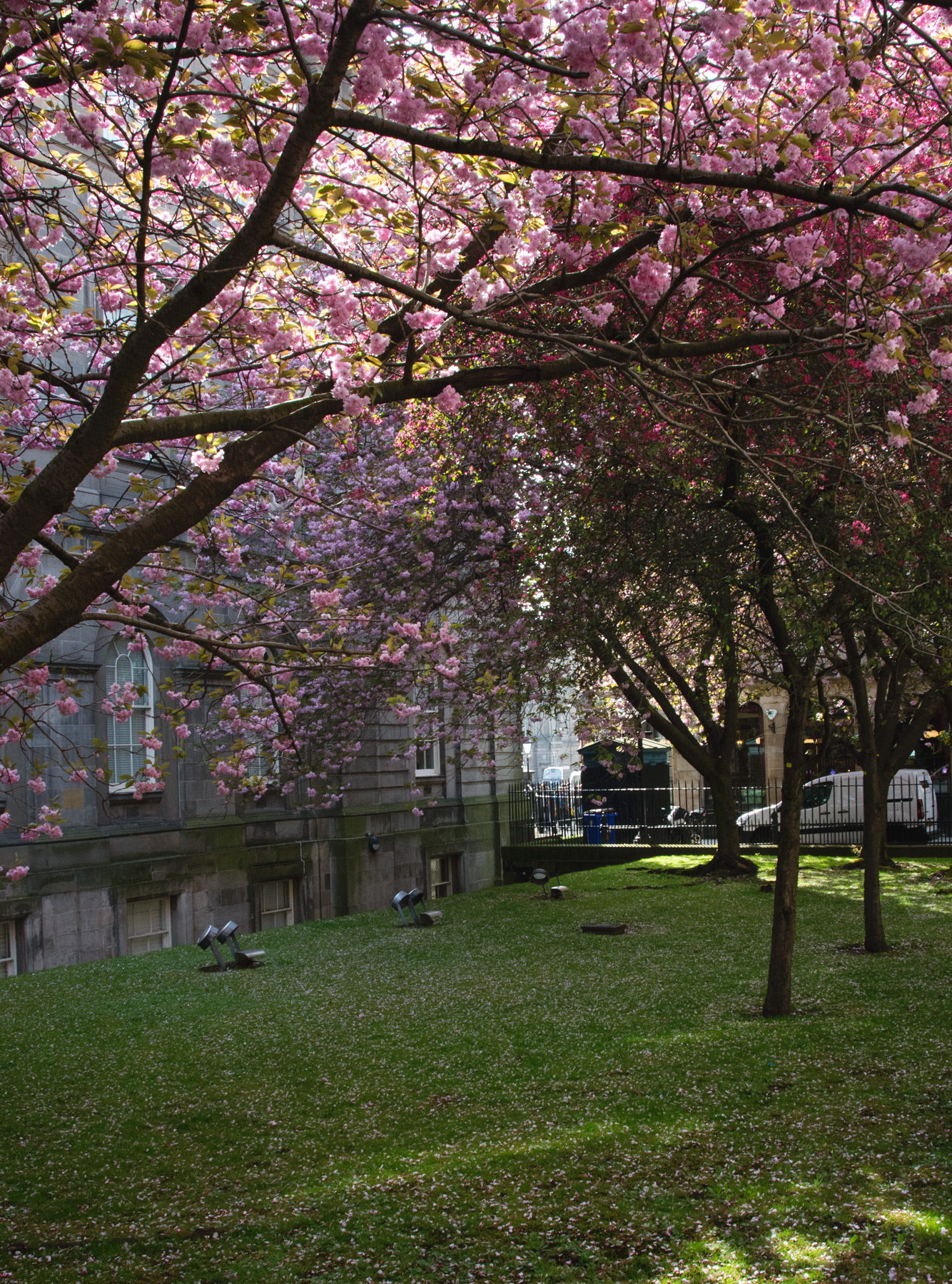 Blossom trees